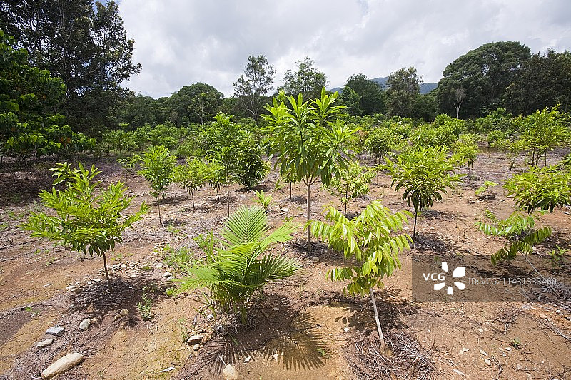 在丹翠雨林种植树木图片素材