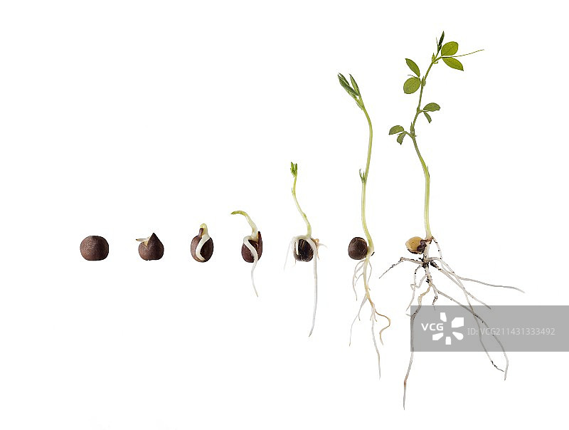 香豌豆种子萌发过程图片素材