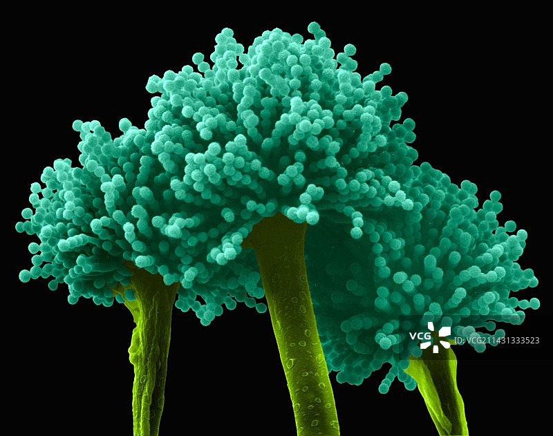 杂色曲霉菌，扫描电镜图片素材