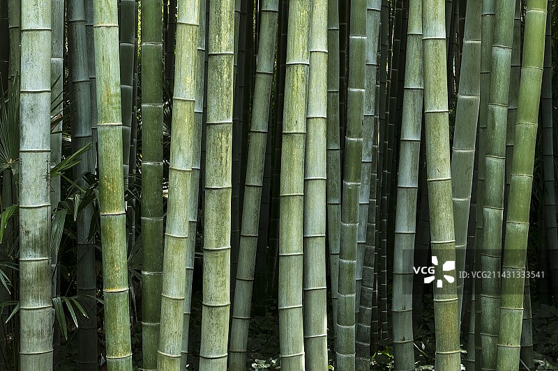 毛竹图片素材