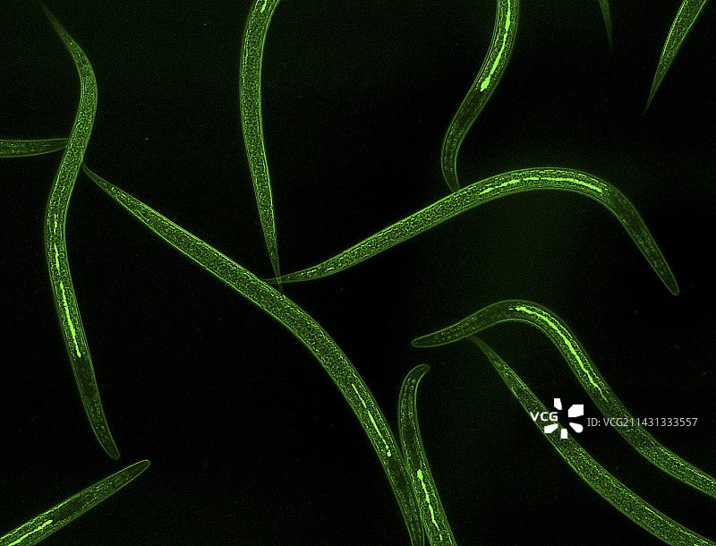 有益线虫的荧光显微照片图片素材