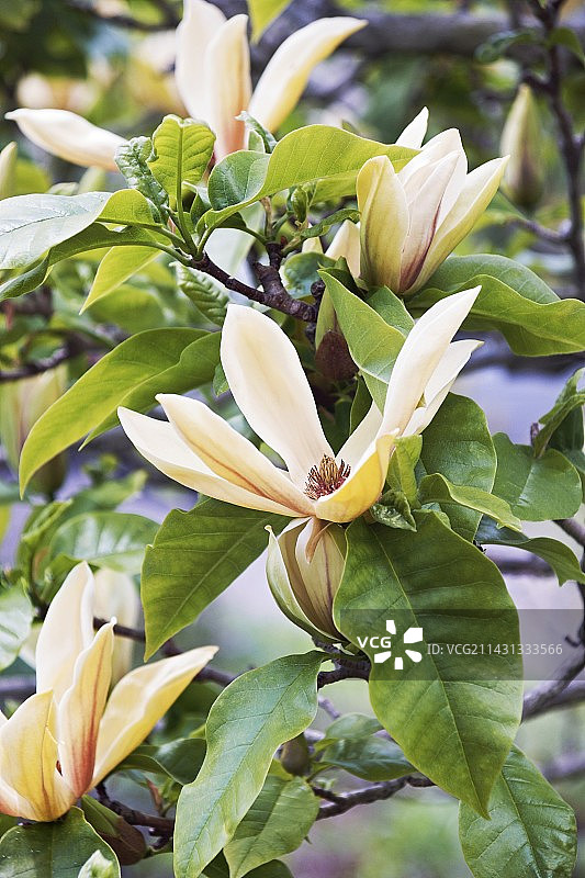 玉兰花图片素材