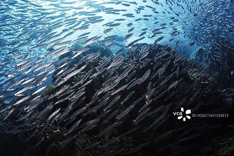 成群的梭鱼图片素材