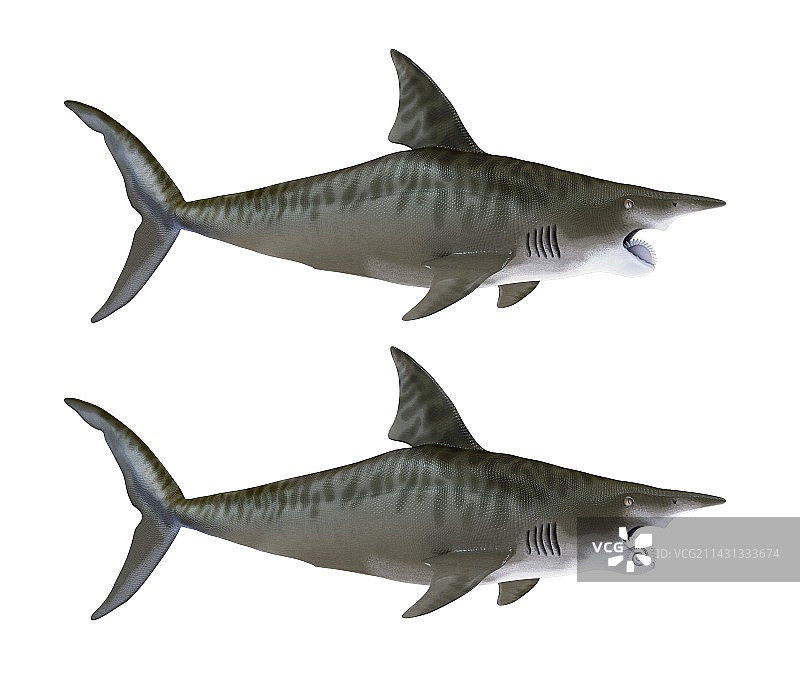 旋齿鲨插画图片素材
