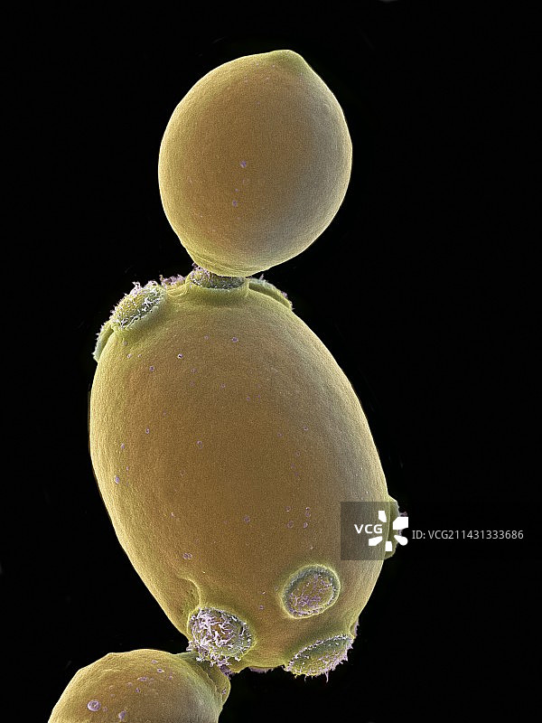 酿酒酵母菌扫描电镜图图片素材