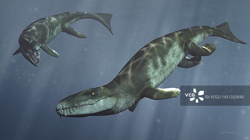 达科龙水生爬行动物插画图片素材