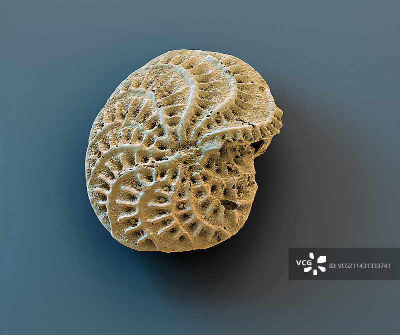 有孔虫，扫描电子显微镜图图片素材