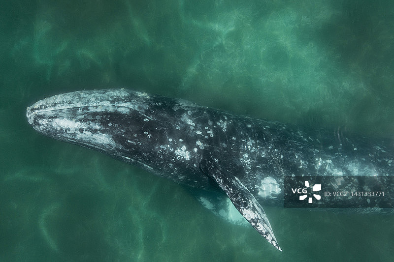 灰鲸图片素材