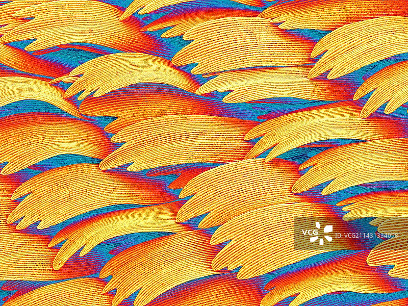 蝴蝶鳞片扫描电镜图图片素材