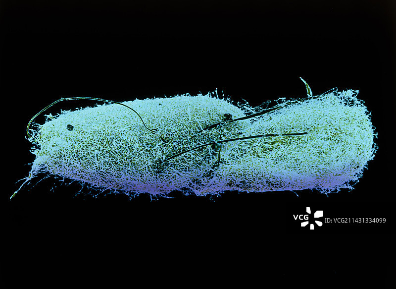 猫跳蚤茧的彩色扫描电镜图像图片素材