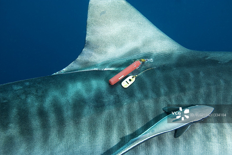 虎鲨标记图片素材