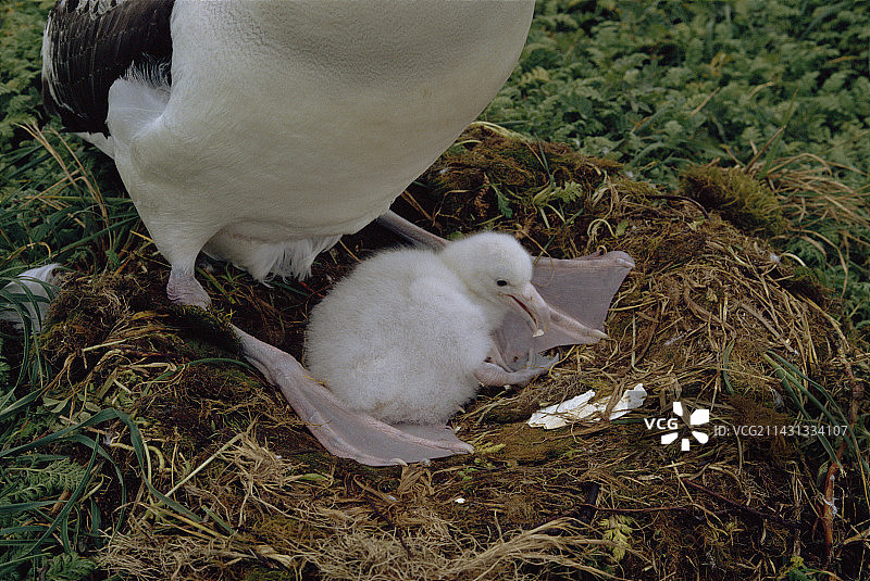漂泊信天翁蛋图片素材
