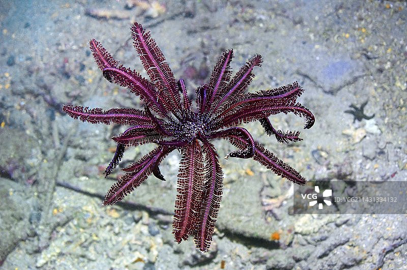 海百合图片素材