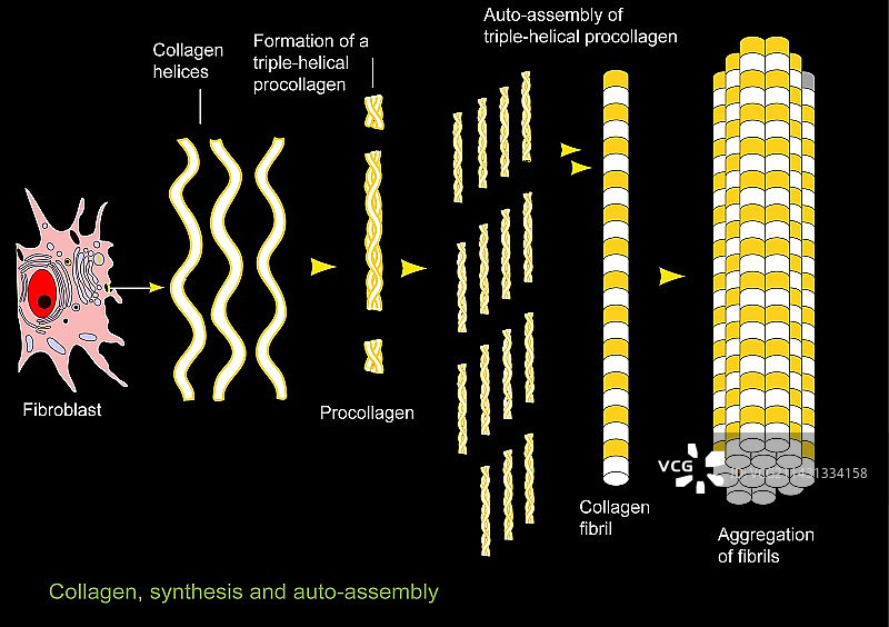 胶原蛋白合成和组装图片素材