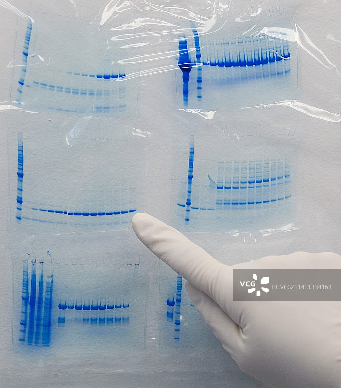 蛋白质电泳凝胶图片素材