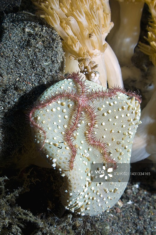 海星与柳珊瑚图片素材