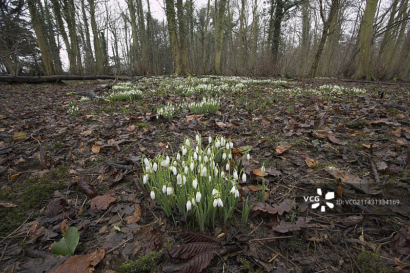 雪花莲图片素材
