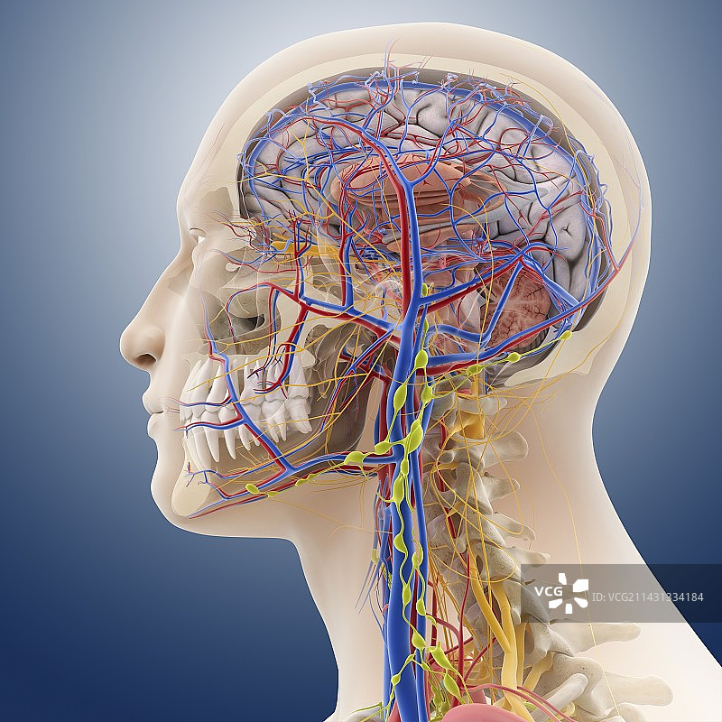 头部和颈部解剖结构图图片素材