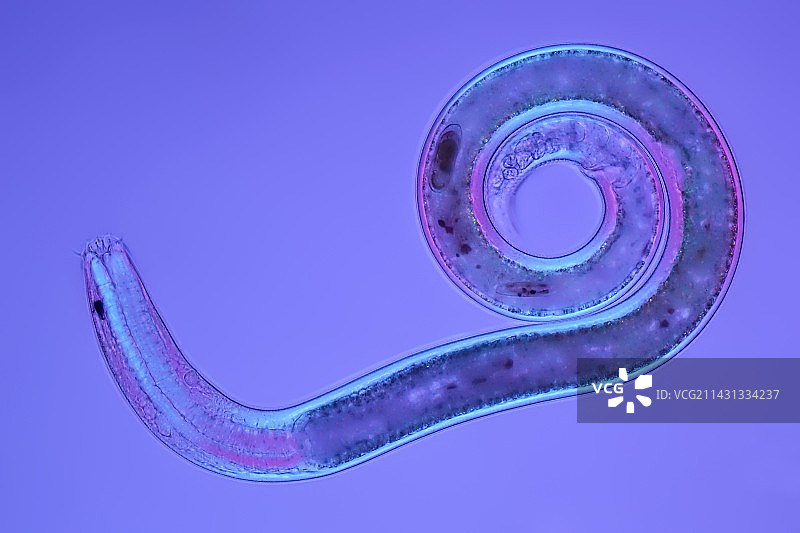 线虫，光学显微照片图片素材
