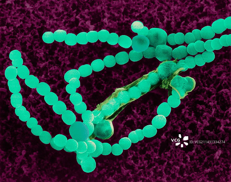 蓝藻扫描电镜图像图片素材