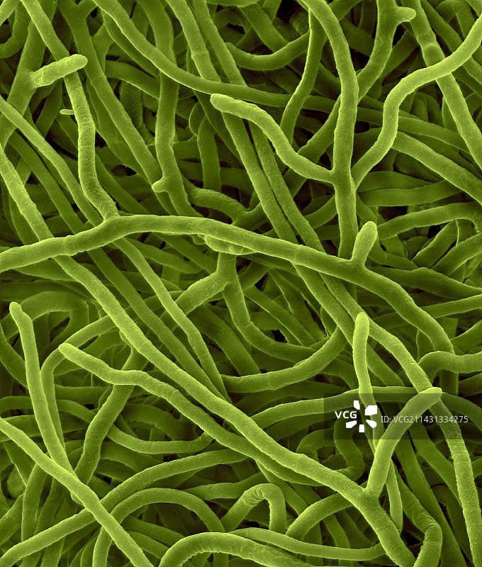 红色毛癣菌菌丝（扫描电镜图）图片素材