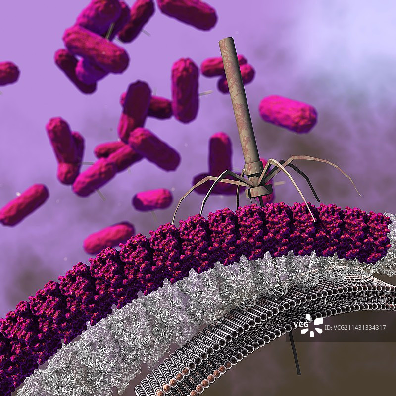 艰难梭菌抗菌治疗插画图片素材
