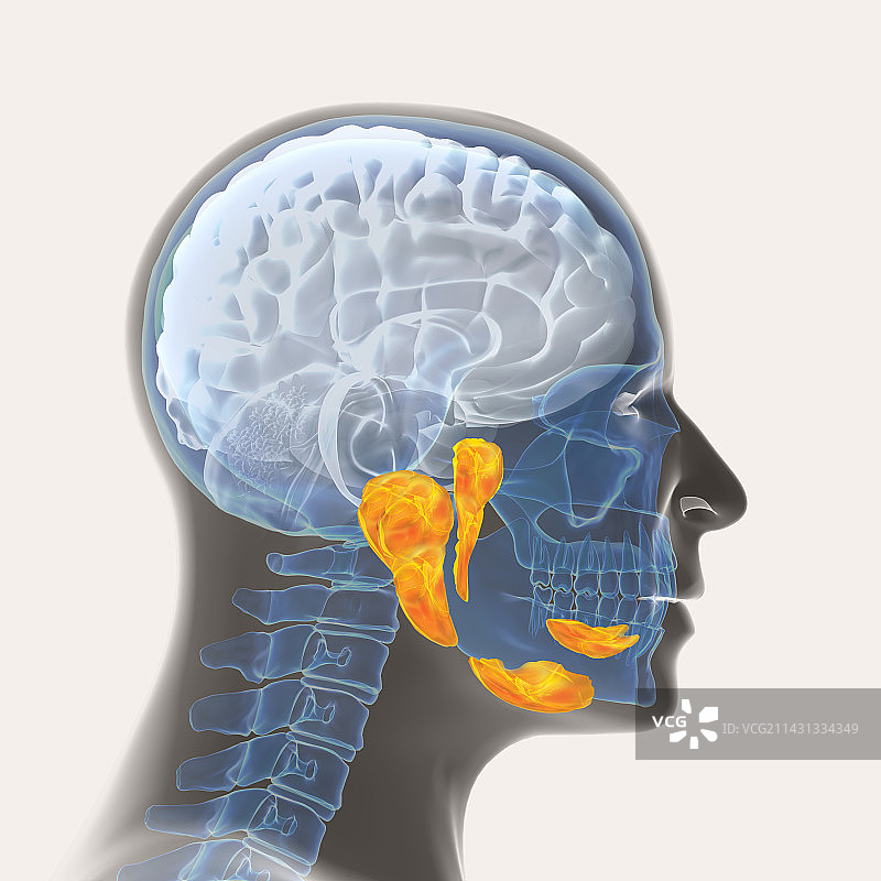唾液腺，图示图片素材