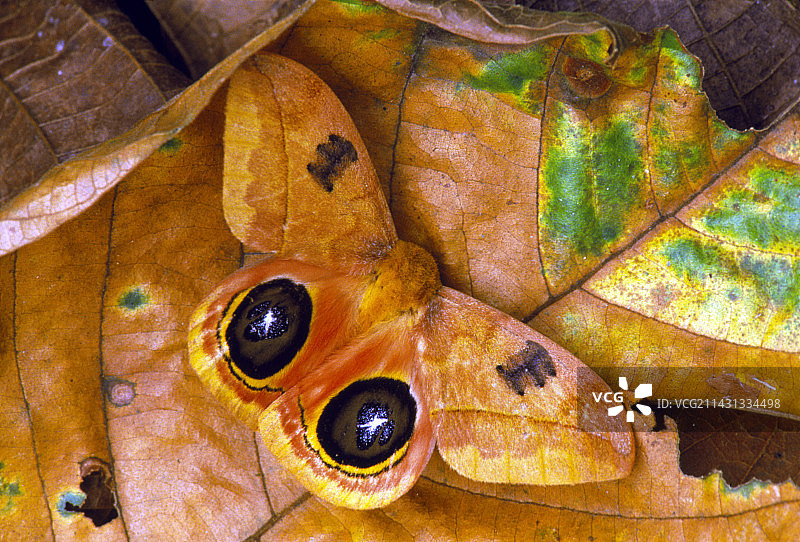 蚕蛾眼斑图片素材