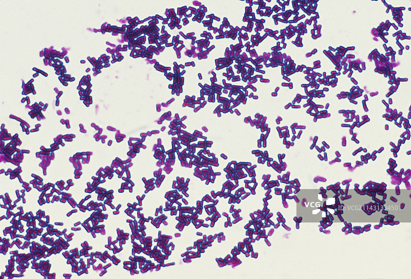 产气荚膜梭菌图片素材