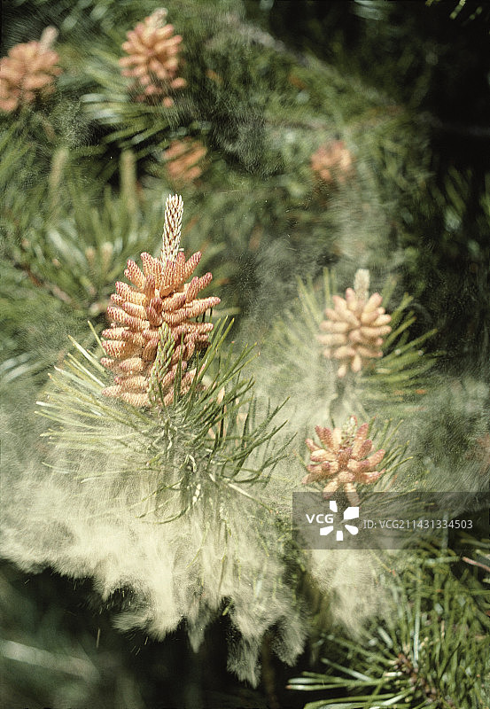 花粉释放图片素材