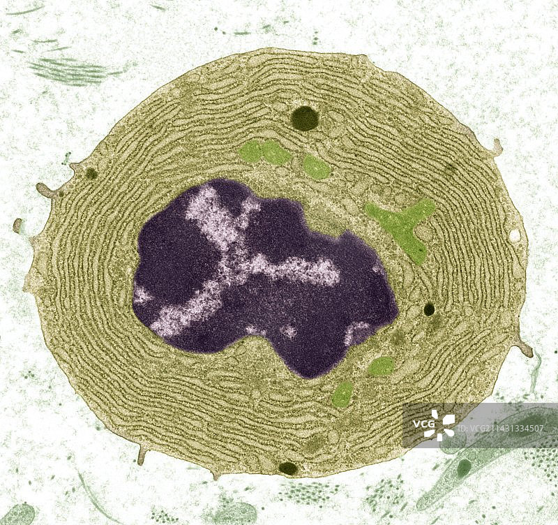 浆细胞透射电镜图图片素材