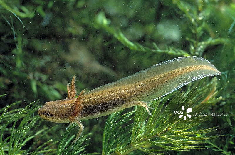 光滑的蝾螈蝌蚪图片素材