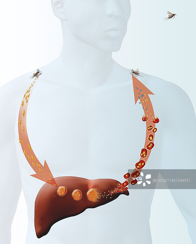 疟疾生命周期艺术图图片素材