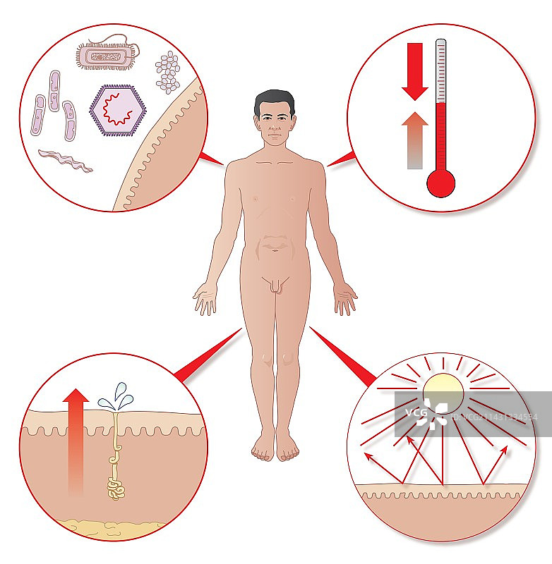 皮肤系统艺术作品图片素材