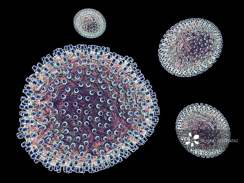 淋巴细胞性脉络丛脑膜炎病毒图片素材