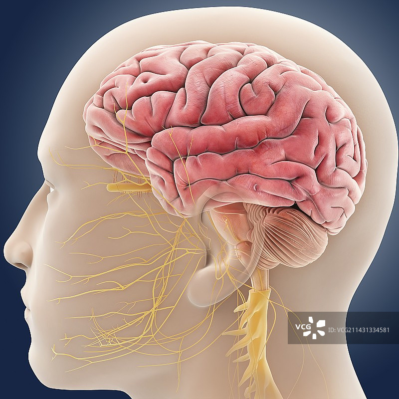中枢神经系统插画图片素材