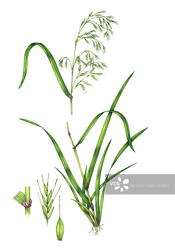 大羊茅插画图片素材