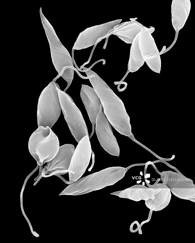 寄生性原生动物前鞭毛体（扫描电子显微镜）图片素材