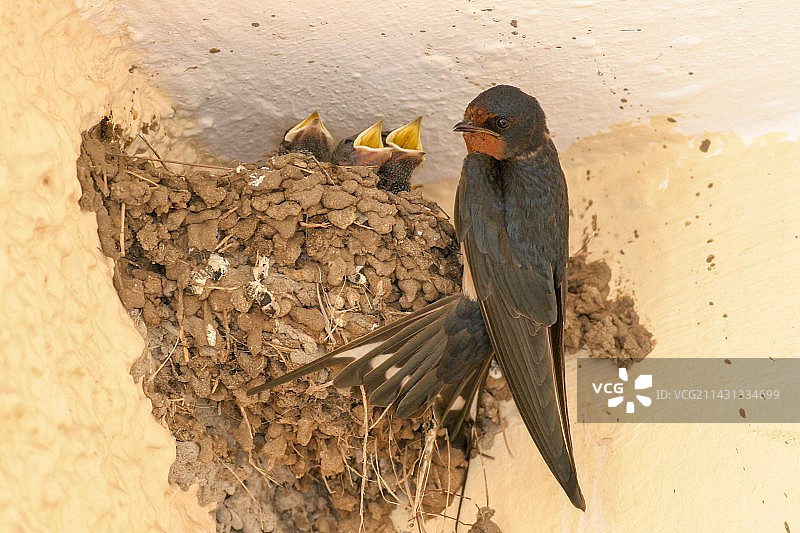 带着雏鸟的谷仓燕子图片素材