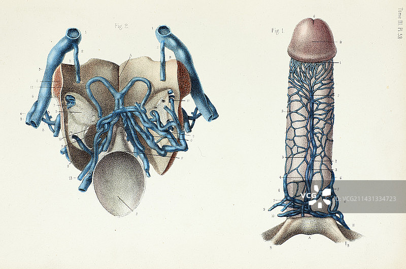 男性生殖器静脉丛，1866年图示图片素材