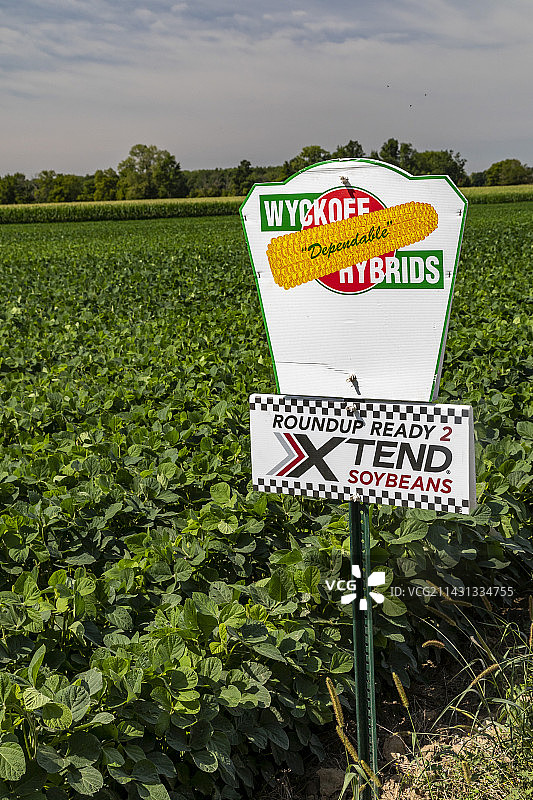 转基因大豆作物，美国图片素材