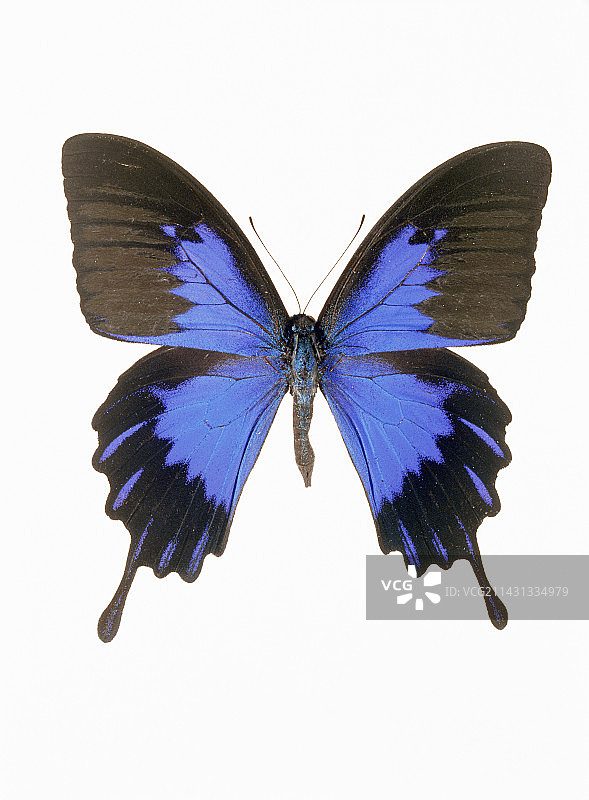 燕尾蝶图片素材