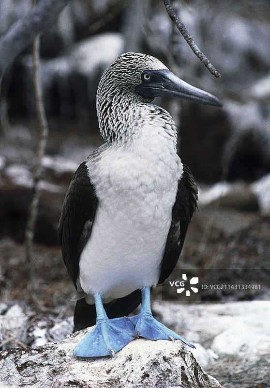 蓝脚鲣鸟图片素材