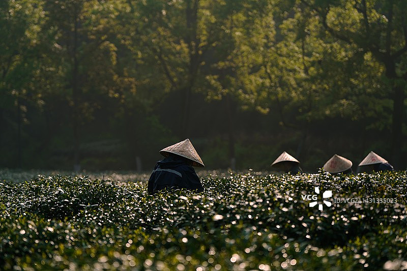茶忙时节图片素材