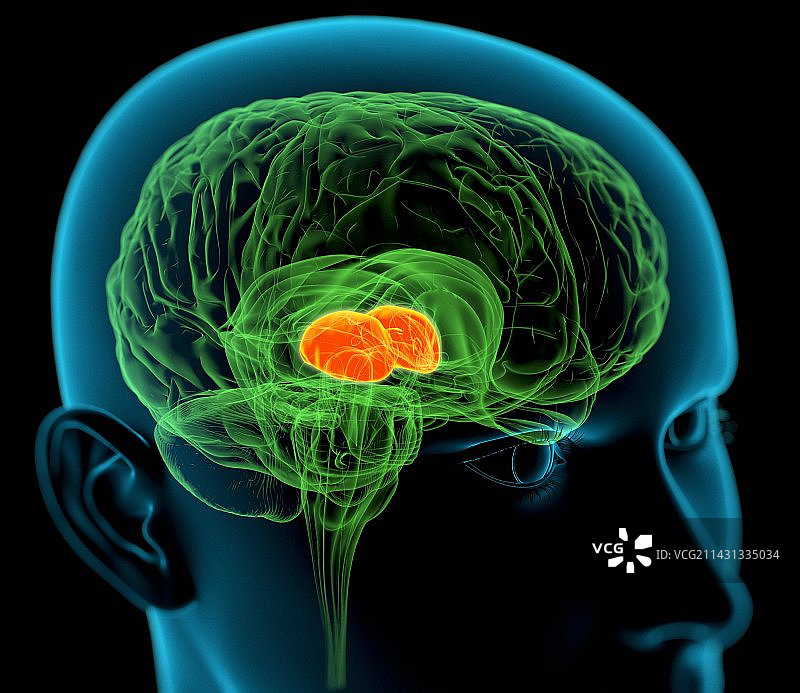 大脑中的丘脑图片素材