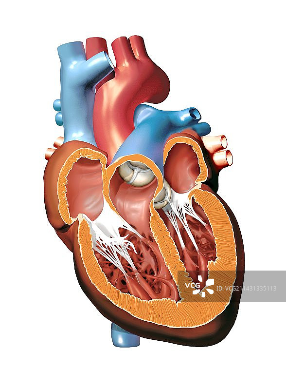 人类心脏解剖艺术图图片素材