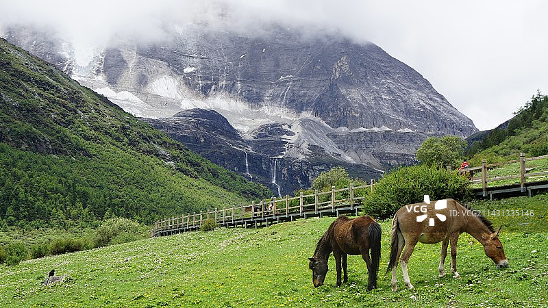 稻城雪山马帮图片素材