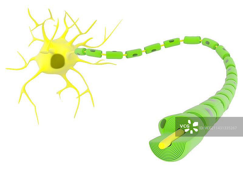 髓鞘神经元解剖结构插图图片素材