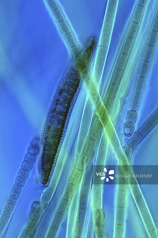 硅藻和蓝藻的显微照片图片素材