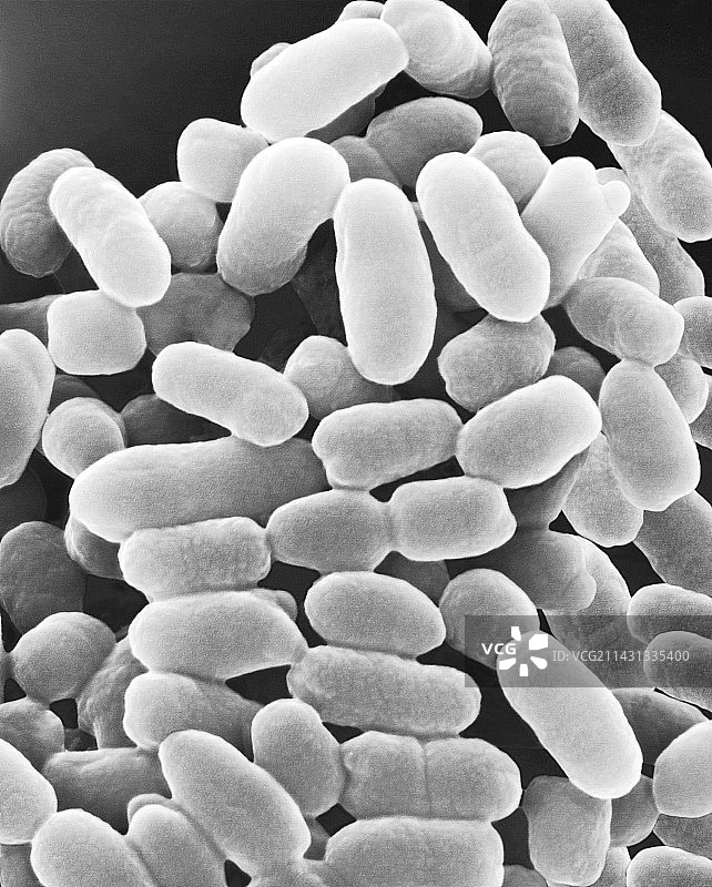 紫色硫细菌 Chromatium sp.，扫描电子显微镜图片素材